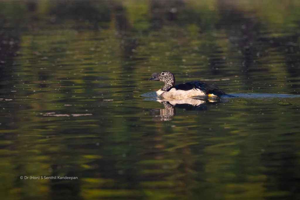 Comb duck Comb duck