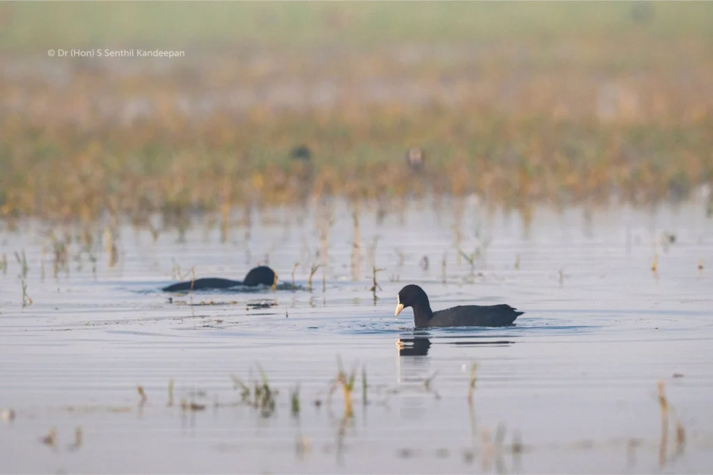 Common coot Common coot