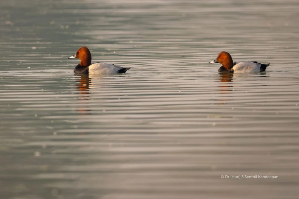 Common pochard Common pochard
