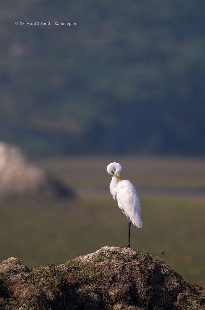 Medium egret Medium egret