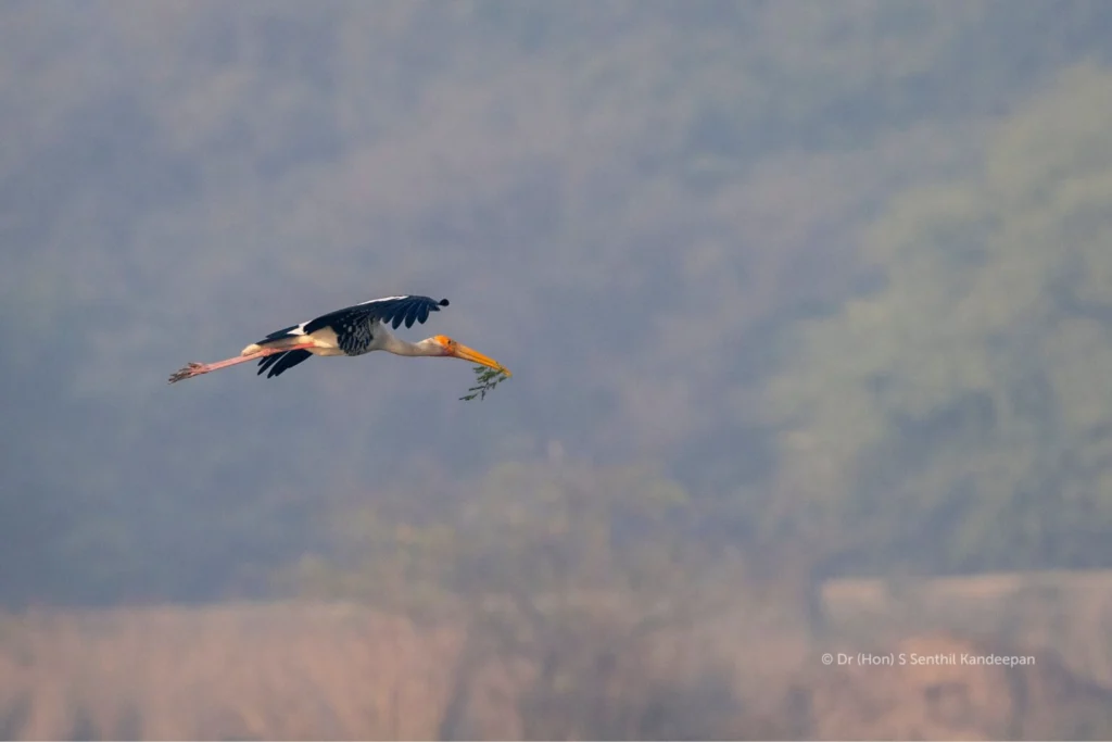Painted stork Painted stork