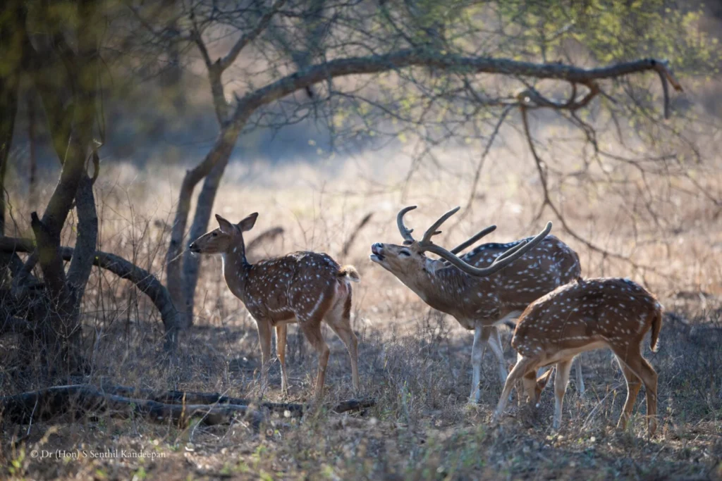 Spotted deer Spotted deer