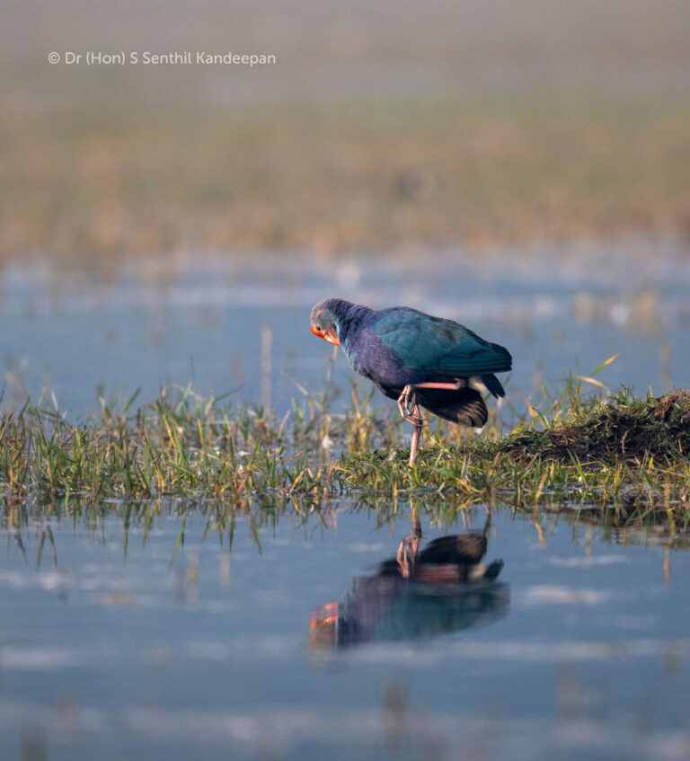 Grey-headed swamphen Grey-headed swamphen